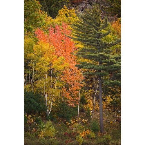 Maine Fall foliage in Acadia National Park